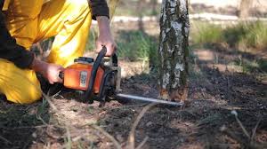 Best Tree and Shrub Care  in Fortuna Foothills, AZ