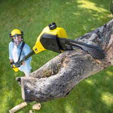 Best Organic Lawn Care Solutions  in Fortuna Foothills, AZ