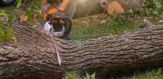 Best Firewood Processing and Delivery  in Fortuna Foothills, AZ