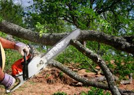 Professional Tree Services in Fortuna Foothills, AZ